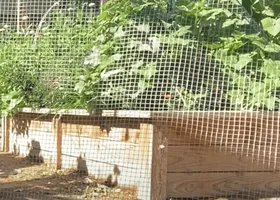 hardware cloth rabbit proof