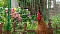 hardware cloth vs chicken wire garden