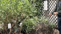 compost bin