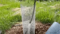 hardware cloth tree protection