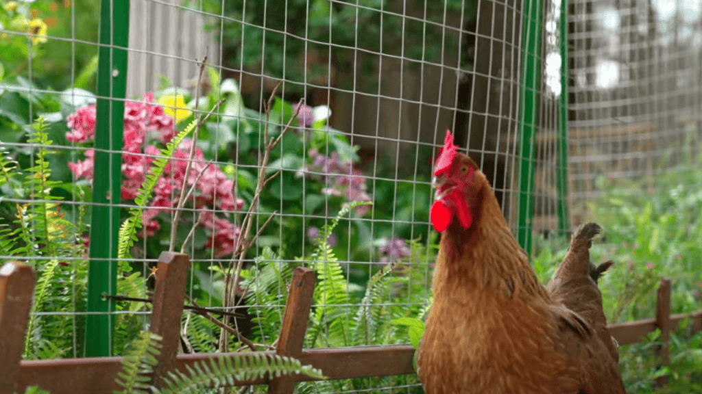 hardware cloth vs chicken wire garden