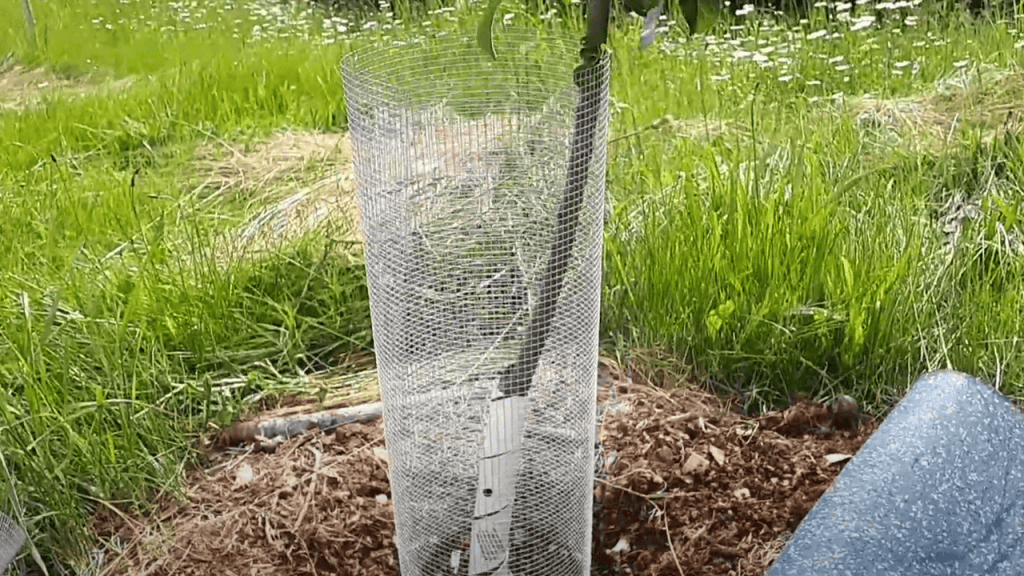 hardware cloth tree protection